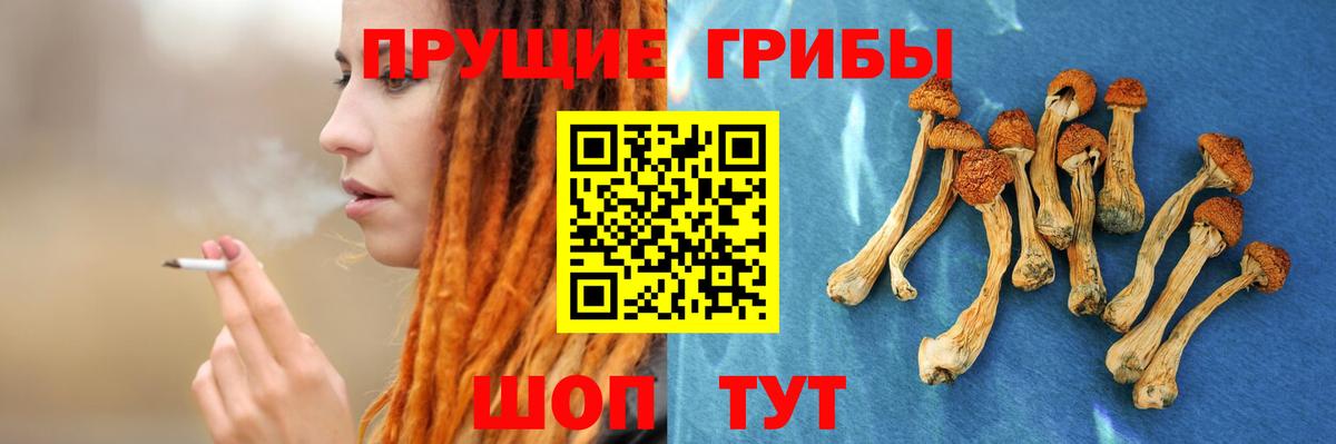 Псилоцибиновые грибы Cubensis  Вход с VPN  Бердск  Псилоцибиновые грибы мицелий 